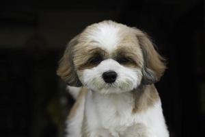 un petit chien shih tzu brun mignon assis en plein air photo