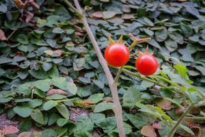 deux tomates cerises sur arbre photo