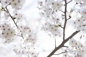 image de fleur de cerisier