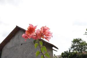 les fleurs en papier orange sont prises avec une position de paysage avec un fond de feuille verte naturelle texturée photo