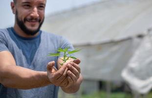 les agriculteurs détiennent des plants de cannabis, cultivent du cannabis, du cannabis médicinal, de la formule cbd. huile de chanvre CBD. photo