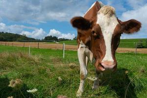 vache blanche et brune regardant la caméra photo