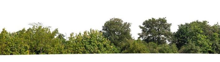 forêt et feuillage en été isolé sur fond blanc photo