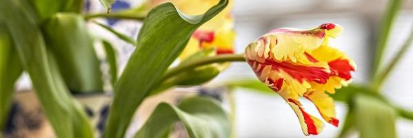 tulipe jaune-rouge dans un vase dans le jardin. printemps. bloom.banner photo