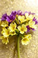 fleurs de primevère jaunes et violettes se bouchent sur un fond doré avec des gouttes de pluie photo