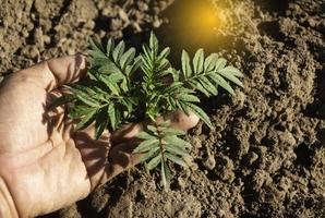 toucher à la main est une plante en croissance, jeune plante dans la lumière du matin sur fond de sol. petites plantes sur le sol au printemps, photo fraîche et idée de concept d'agriculture.