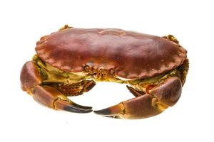 crabe cru sur fond blanc photo