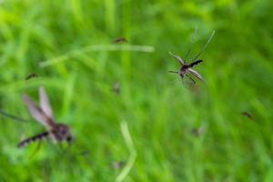 beaucoup de moustiques dans le champ d'herbe verte photo