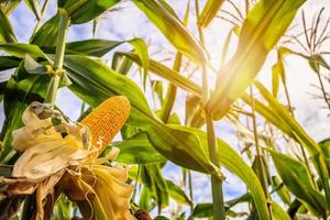 croissance des épis de maïs dans le domaine de l'agriculture en plein air avec nuages et ciel bleu photo