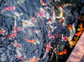 beau poisson koi dans l'étang photo