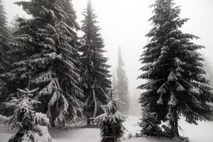 forêt brumeuse d'épinette couverte de neige dans le paysage d'hiver.