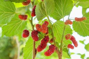 fruits frais de mûrier rouge sur une branche d'arbre photo