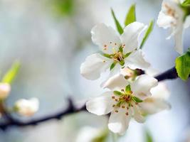 fleurs blanches sur une branche photo