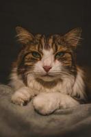 portrait de chat grossier photo