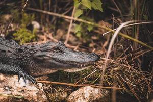 gros plan, de, crocodile photo