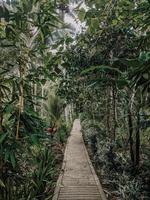 photo du sentier à côté des arbres