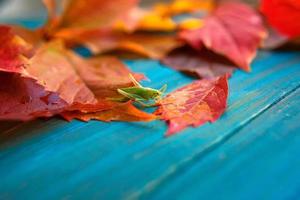 sauterelle dans les feuilles d'automne colorées sur fond de bois bleu et marron photo