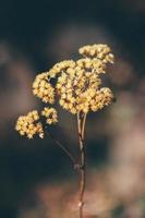 gros plan, de, fleurs sauvages jaunes photo