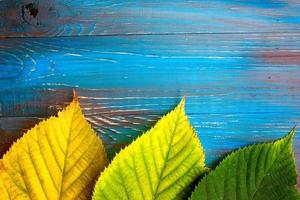 cadre de feuilles d'automne colorées sur fond de bois bleu et marron photo