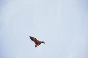 la vie des chauves-souris dans la forêt photo