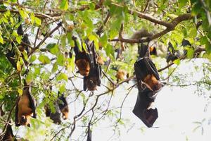 la vie des chauves-souris dans la forêt photo