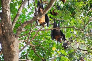 la vie des chauves-souris dans la forêt photo