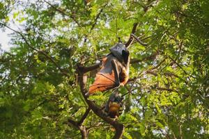 la vie des chauves-souris dans la forêt photo