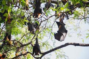 la vie des chauves-souris dans la forêt photo