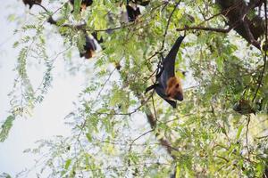 la vie des chauves-souris dans la forêt photo