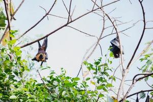 la vie des chauves-souris dans la forêt photo