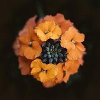 photographie de mise au point sélective de fleurs orange
