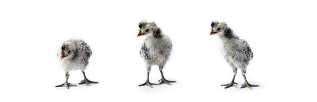 Poussins de bébé appenzeller gris blanc mignon isolés sur la rangée sur fond clair blanc lumière de studio. photo