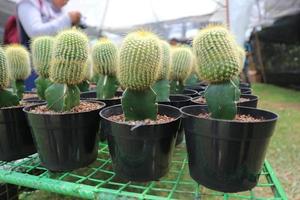 le cactus, connu sous le nom de parodia leninghausii, est connu sous le nom de cactus tour jaune, cactus leninghausii, cactus citron et cactus boule dorée. photo