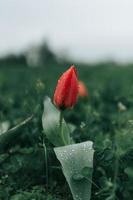 bouton de fleur rouge photo
