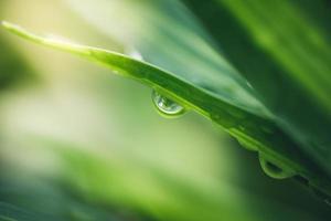 vue rapprochée sur la nature fraîche de la feuille verte sur fond de verdure floue dans le jardin. feuilles vertes naturelles plantes utilisées comme page de couverture de fond de printemps verdure environnement écologie fond d'écran vert citron photo