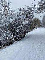 hiver dans le parc beaucoup de neige sur l'arbre photo