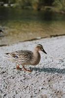 canard brun sur le rivage photo