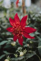 gros plan, de, dahlia rouge photo