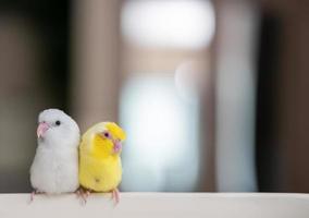 paire de minuscule perroquet perruche oiseau forpus blanc et jaune. photo