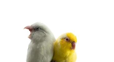paire de minuscule perroquet perruche oiseau forpus blanc et jaune. photo