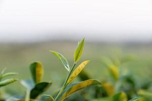 haut de la feuille de thé vert le matin arrière-plan flou. fermer. photo