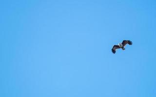 faucon volant haut dans le ciel bleu. photo