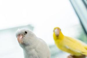 couple forpus, petit oiseau de perroquets minuscules sur un perchoir en bois. photo