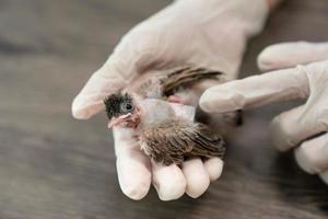 gros plan des mains de vétérinaires dans des gants chirurgicaux tenant un petit oiseau, après avoir été attaqué et blessé par un chat. photo