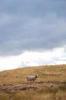 mouton, sur, herbe brune