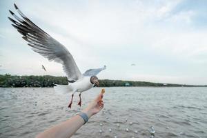 main de femme nourrissant un oiseau de mouette. mouette volant pour manger de la nourriture à la main. photo