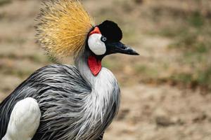 bel oiseau grue couronnée grise. photo