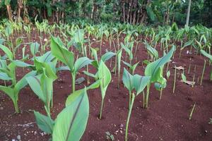 plante de curcuma avec des feuilles vertes dans le jardin photo