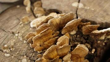 champignons sauvages qui poussent sur les souches d'arbres après une pluie continue. photo