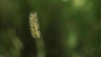 de belles herbes sauvages se produisent généralement pendant la saison des pluies. photo